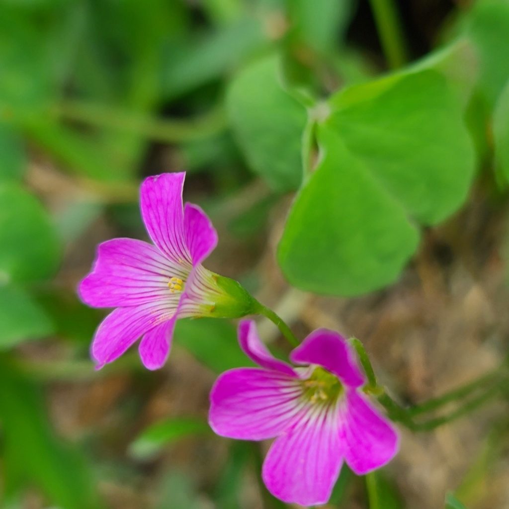 amvca3-planet-5192830_1920